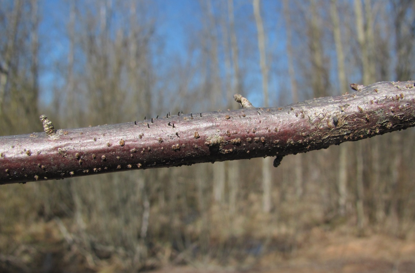 Изображение особи Ribes nigrum.