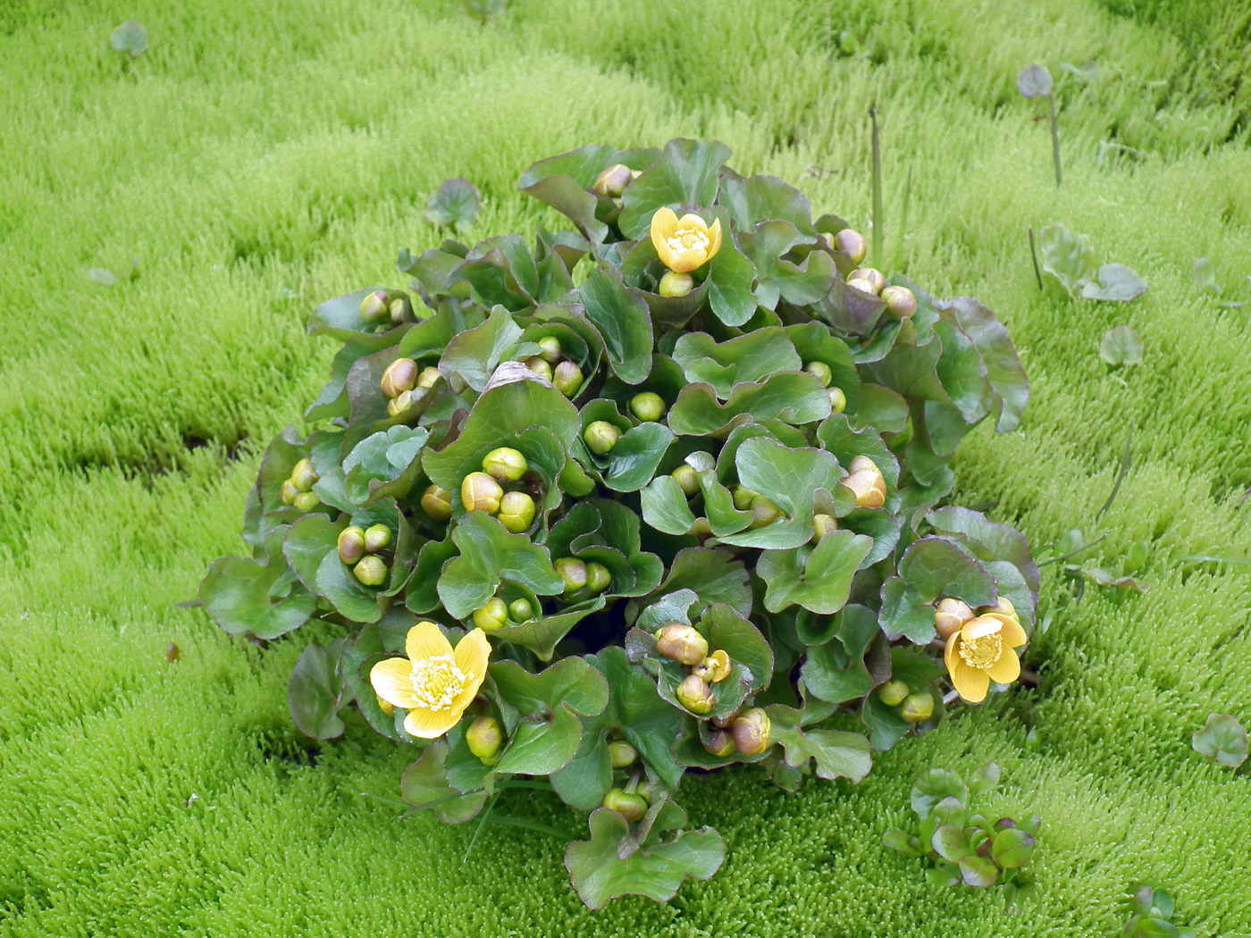 Image of Caltha palustris specimen.