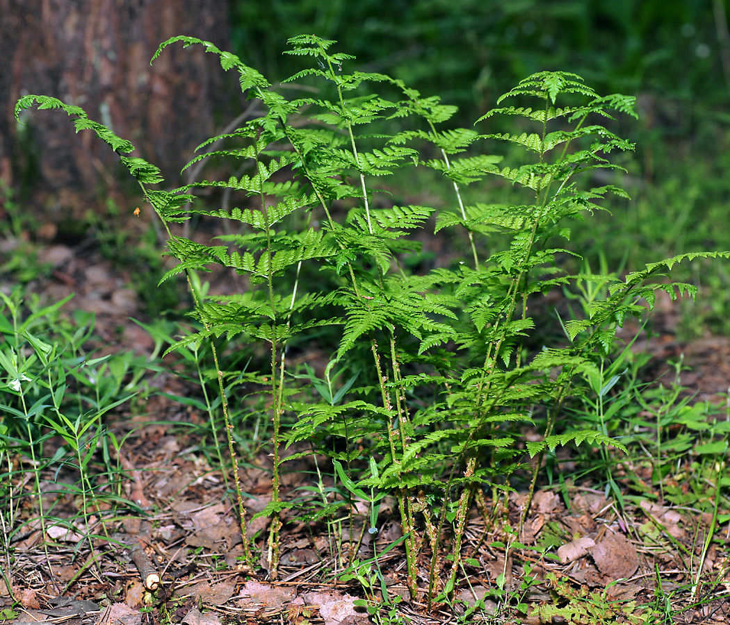 Image of Dryopteris carthusiana specimen.