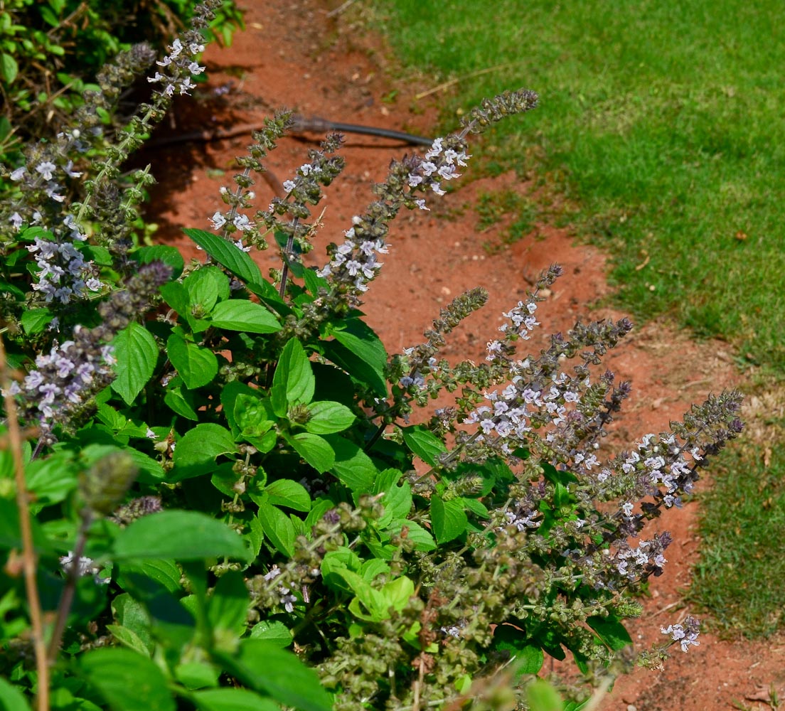 Image of genus Ocimum specimen.