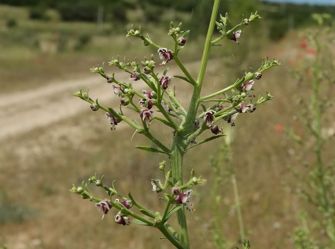 Изображение особи Scrophularia bicolor.