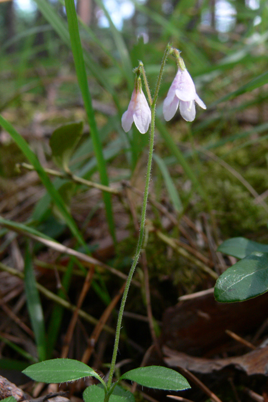 Image of Linnaea borealis specimen.