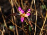 Rhododendron mucronulatum. Верхушка побега с бутонами. Приморье, окр. г. Находка, мыс Пассека, на вершине хребта. 25.04.2015.