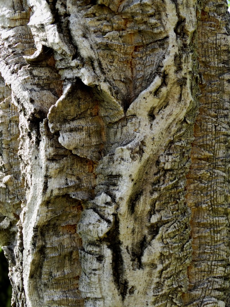 Image of Phellodendron amurense specimen.