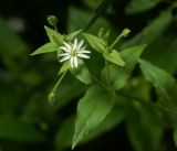 Myosoton aquaticum. Верхушка растения с бутонами и цветком. Московская обл., Раменский р-н, окр. дер. Хрипань, садовый участок. 05.07.2016.