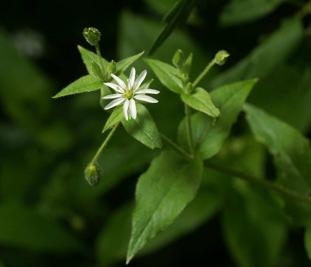 Image of Myosoton aquaticum specimen.