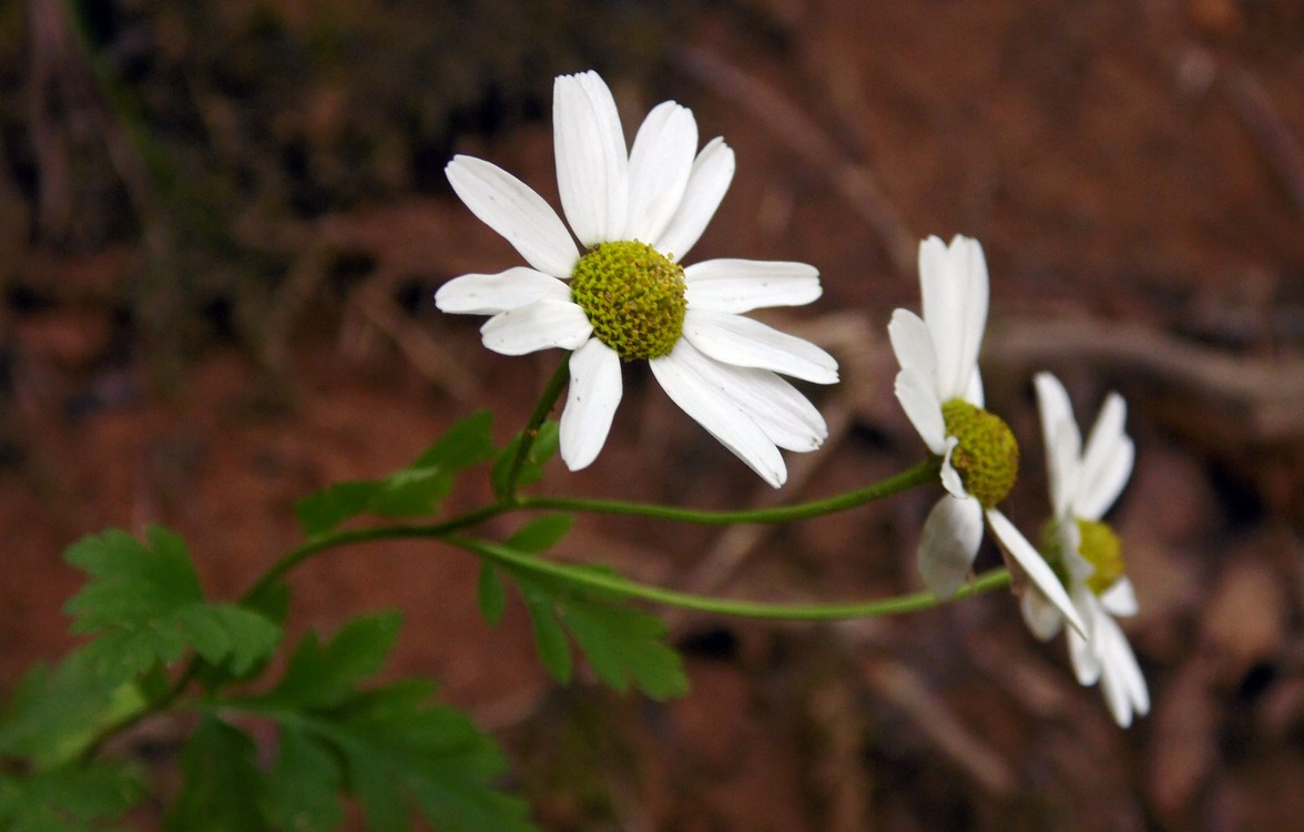 Изображение особи Pyrethrum parthenifolium.