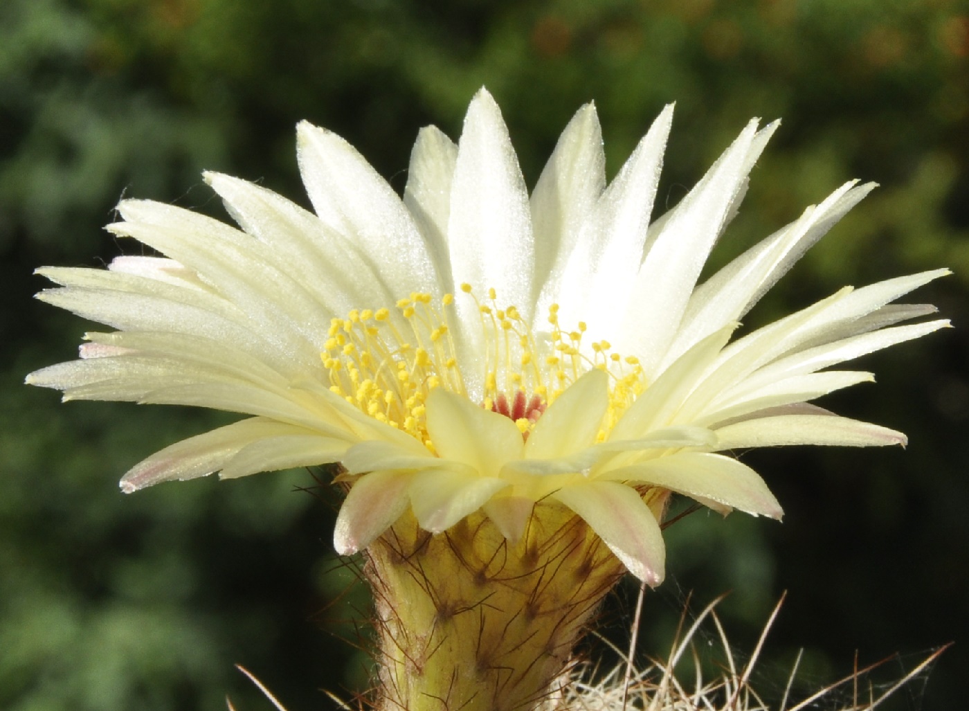 Изображение особи род Echinopsis.