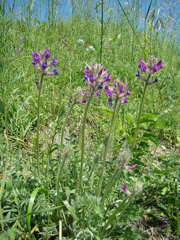 Изображение особи Oxytropis uralensis.