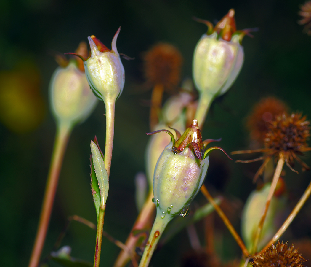 Image of Platycodon grandiflorus specimen.