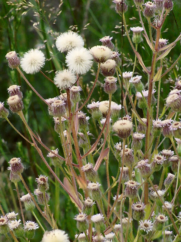 Image of Erigeron acris specimen.