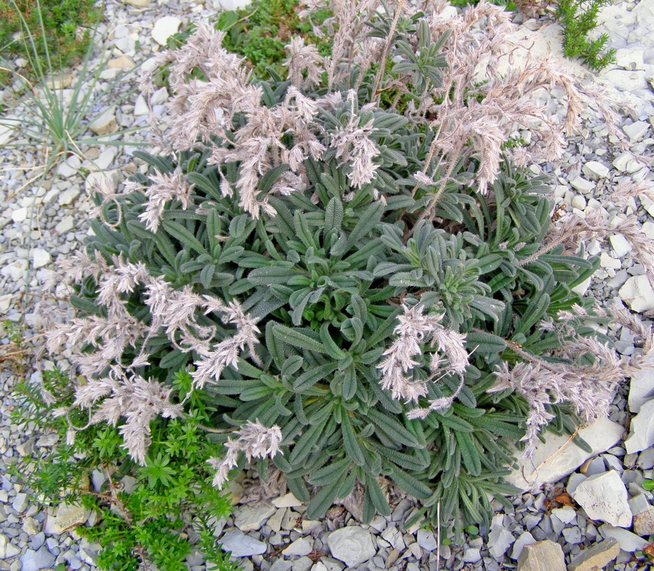 Изображение особи Onosma montana.