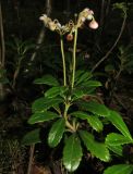 Chimaphila umbellata