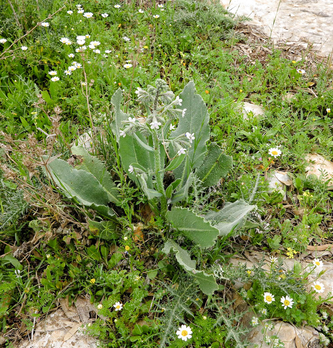 Image of Anchusa strigosa specimen.