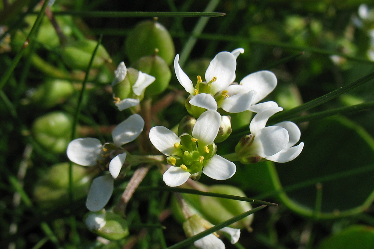 Изображение особи Cochlearia anglica.