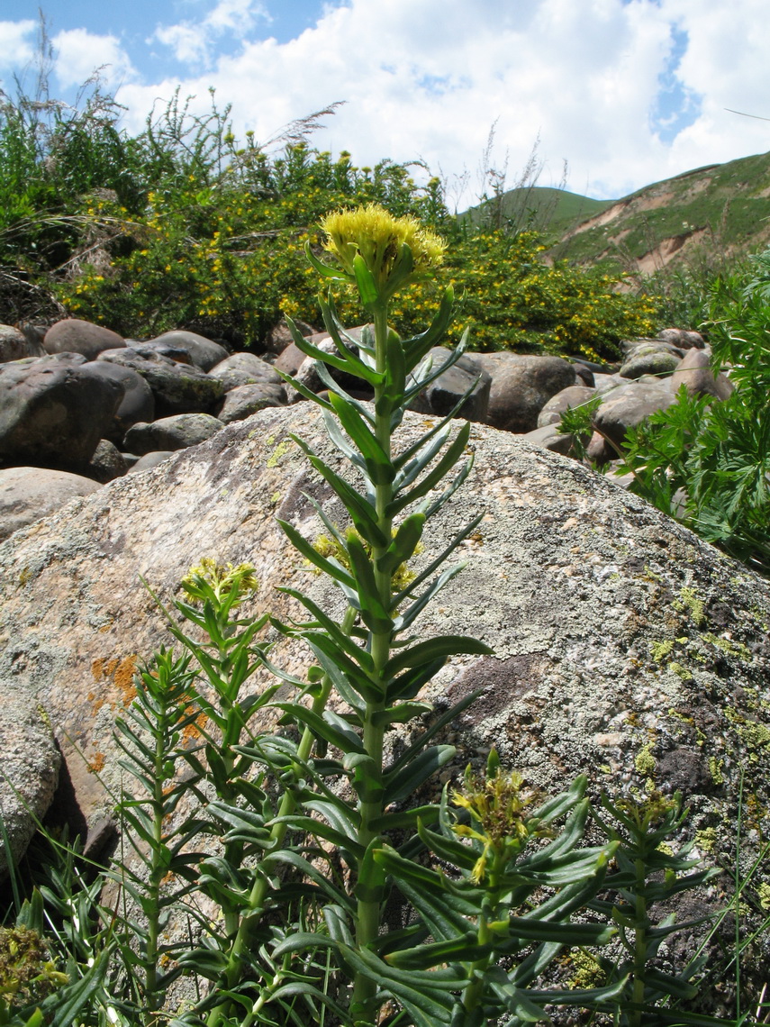 Image of Rhodiola litwinowii specimen.