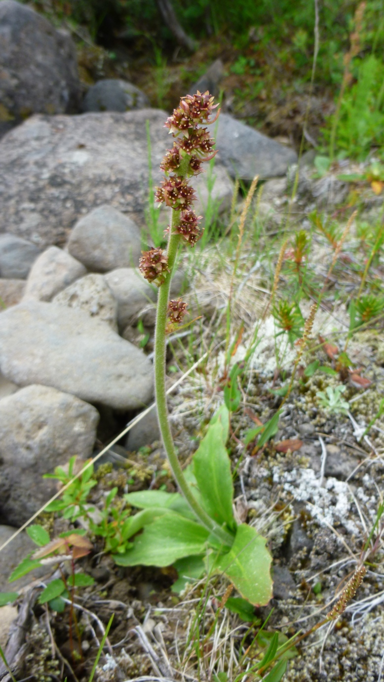 Image of Micranthes hieraciifolia specimen.