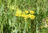 Bupleurum aureum subspecies porfirii. Верхушка цветущего и плодоносящего растения. Восточно-Казахстанская обл., г. Риддер, окр. Малоульбинского вдхр., Россыпной Белок, возле Золотой горы, субальпийский луг. 28.07.2008.