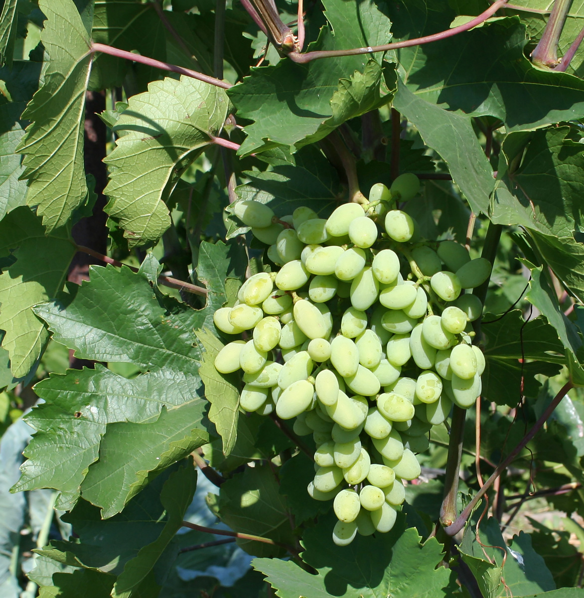 Image of genus Vitis specimen.