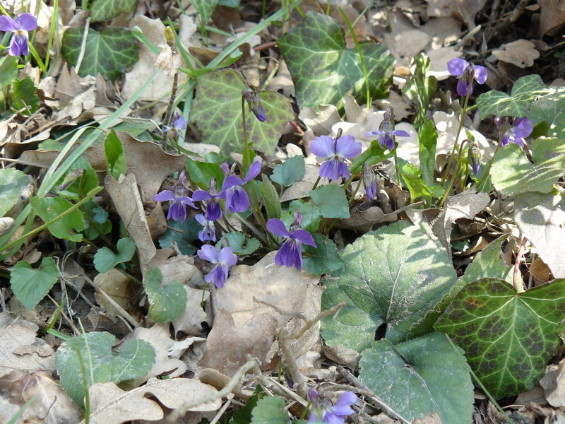 Image of Viola odorata specimen.