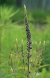 Veronica longifolia