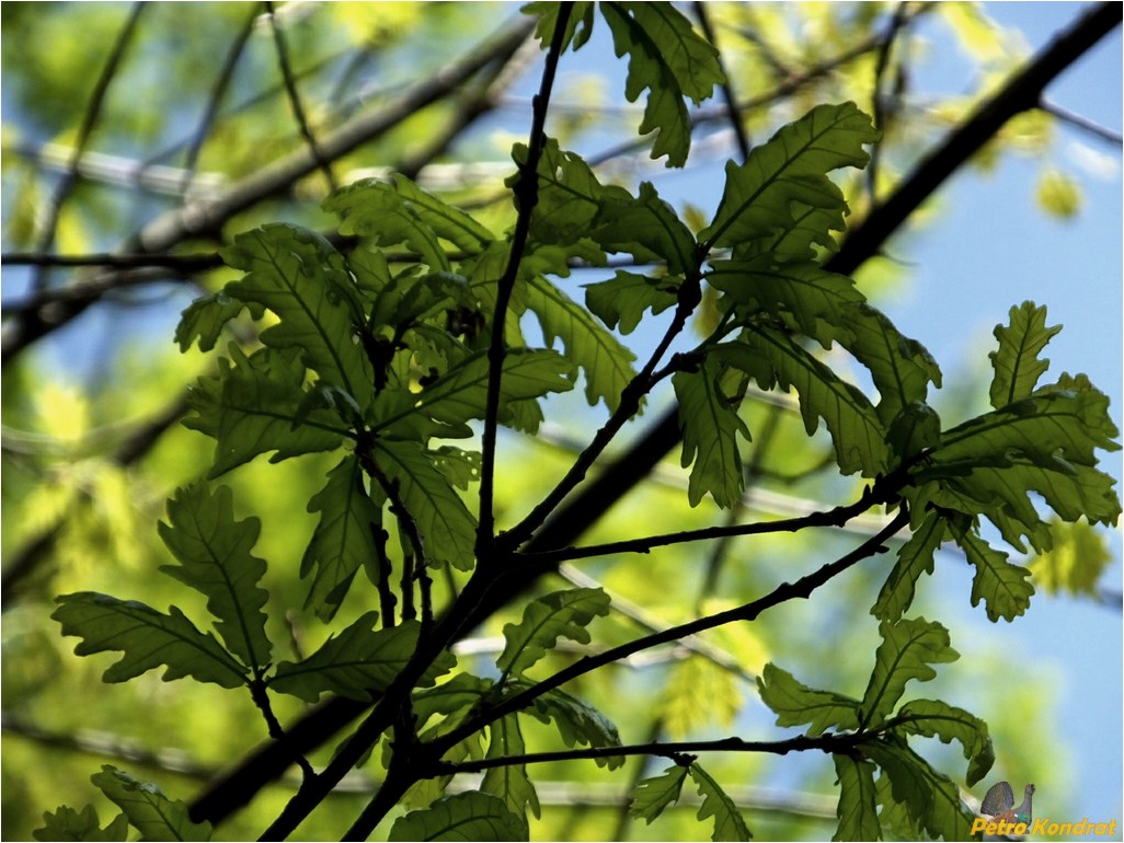 Изображение особи Quercus robur.