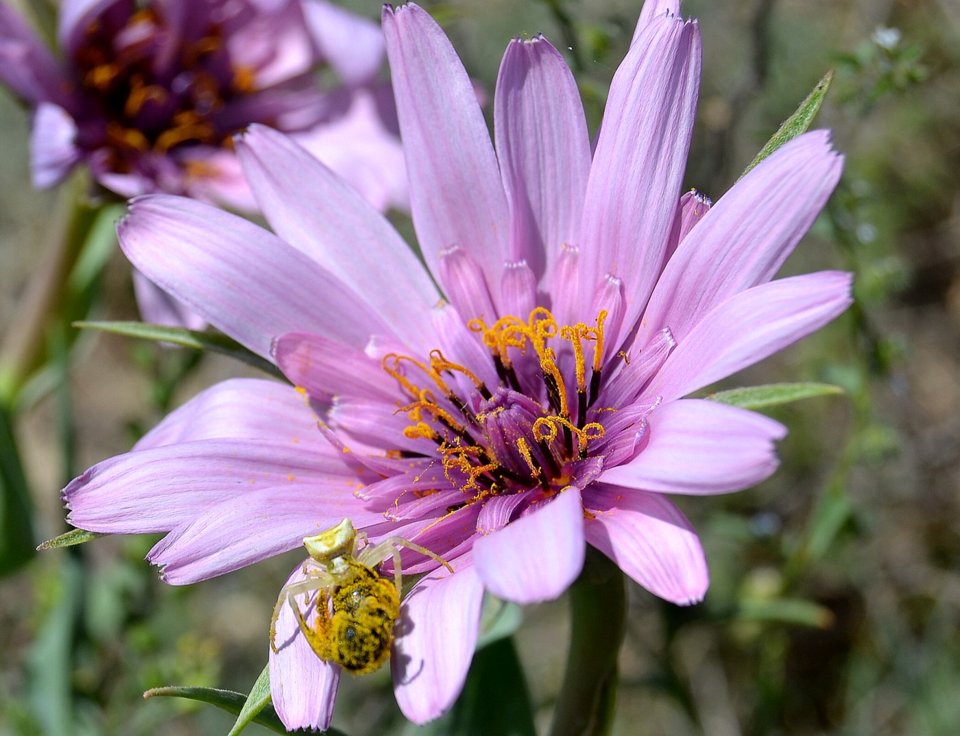 Image of Tragopogon marginifolius specimen.