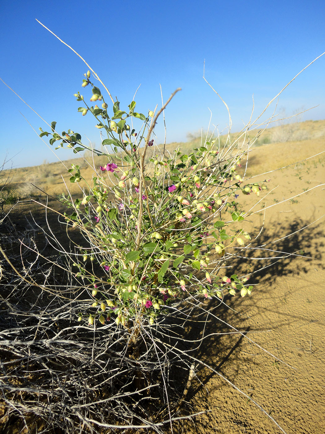 Image of Smirnowia turkestana specimen.