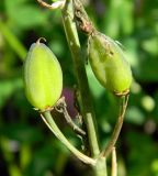 Anthericum liliago