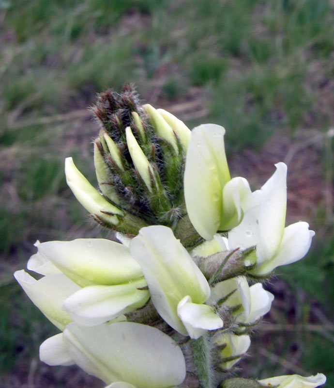 Изображение особи Oxytropis macrocarpa.