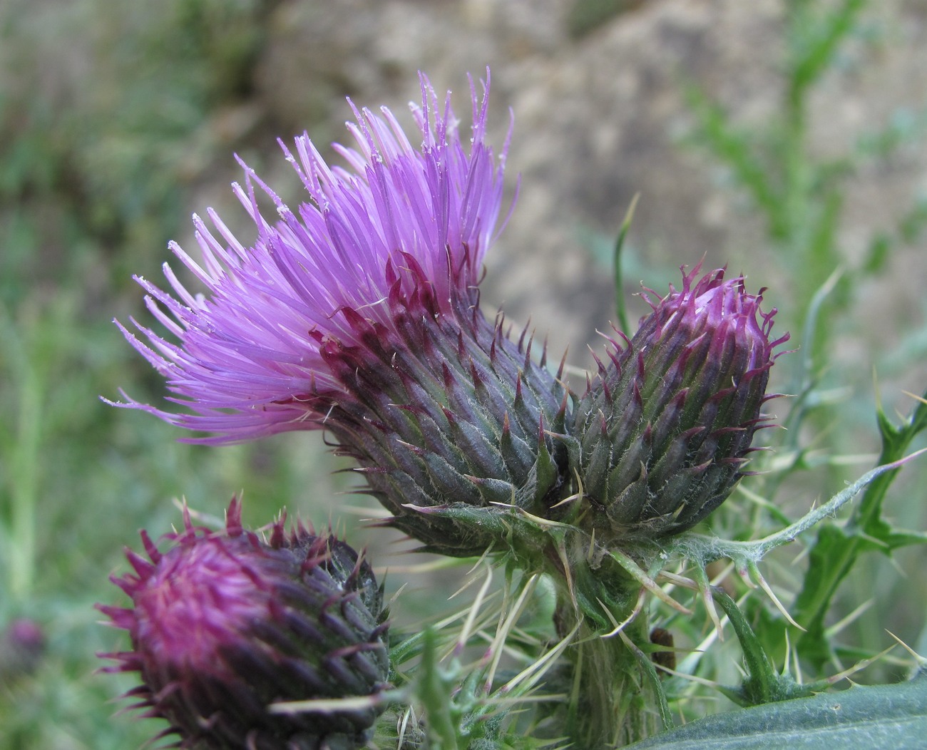 Image of Cirsium elbrusense specimen.