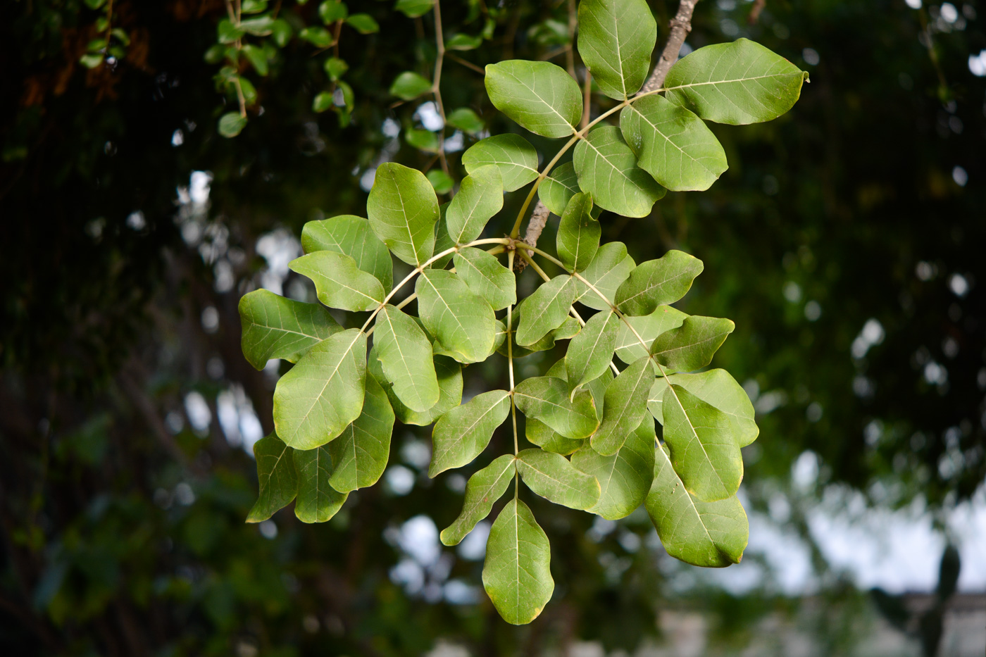 Image of Kigelia pinnata specimen.