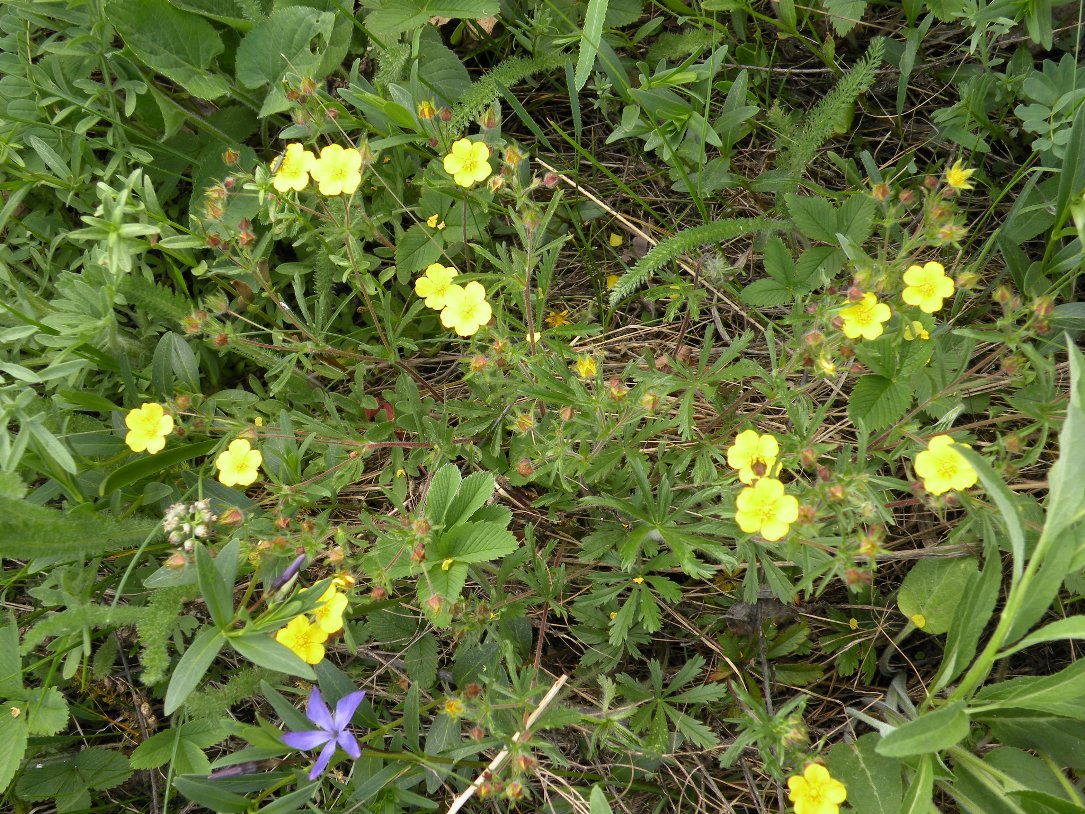 Изображение особи Potentilla heptaphylla.