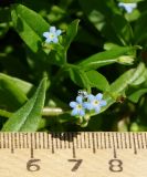 Myosotis cespitosa. Верхушка цветущего и плодоносящего побега. Восточный Казахстан, г. Усть-Каменогорск, правый берег р. Иртыш, высыхающая часть заболоченного луга. 03.08.2017.