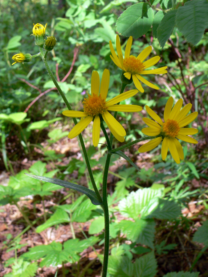 Изображение особи Tephroseris integrifolia.