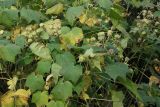 Смотреть изображение семейство Malvaceae