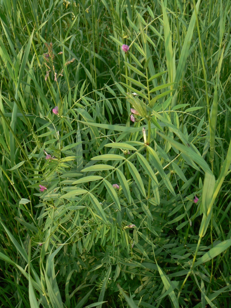 Изображение особи Vicia segetalis.