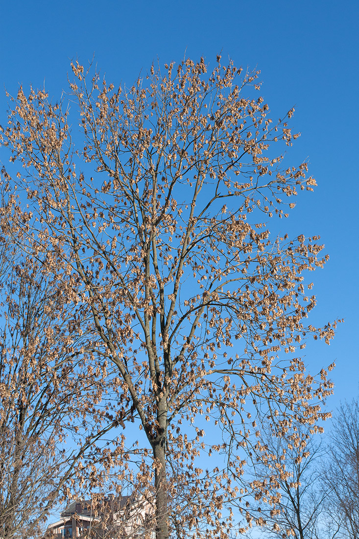 Image of Fraxinus pennsylvanica specimen.