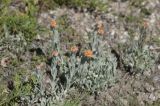 Helichrysum graveolens. Расцветающие растения. Горный Крым, гора Южная Демерджи. 21.06.2009.