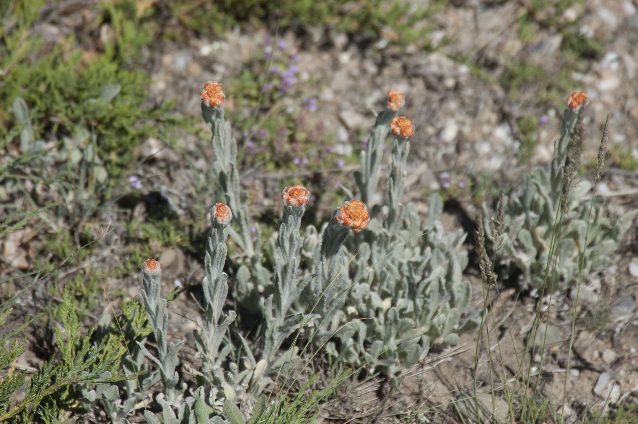 Image of Helichrysum graveolens specimen.