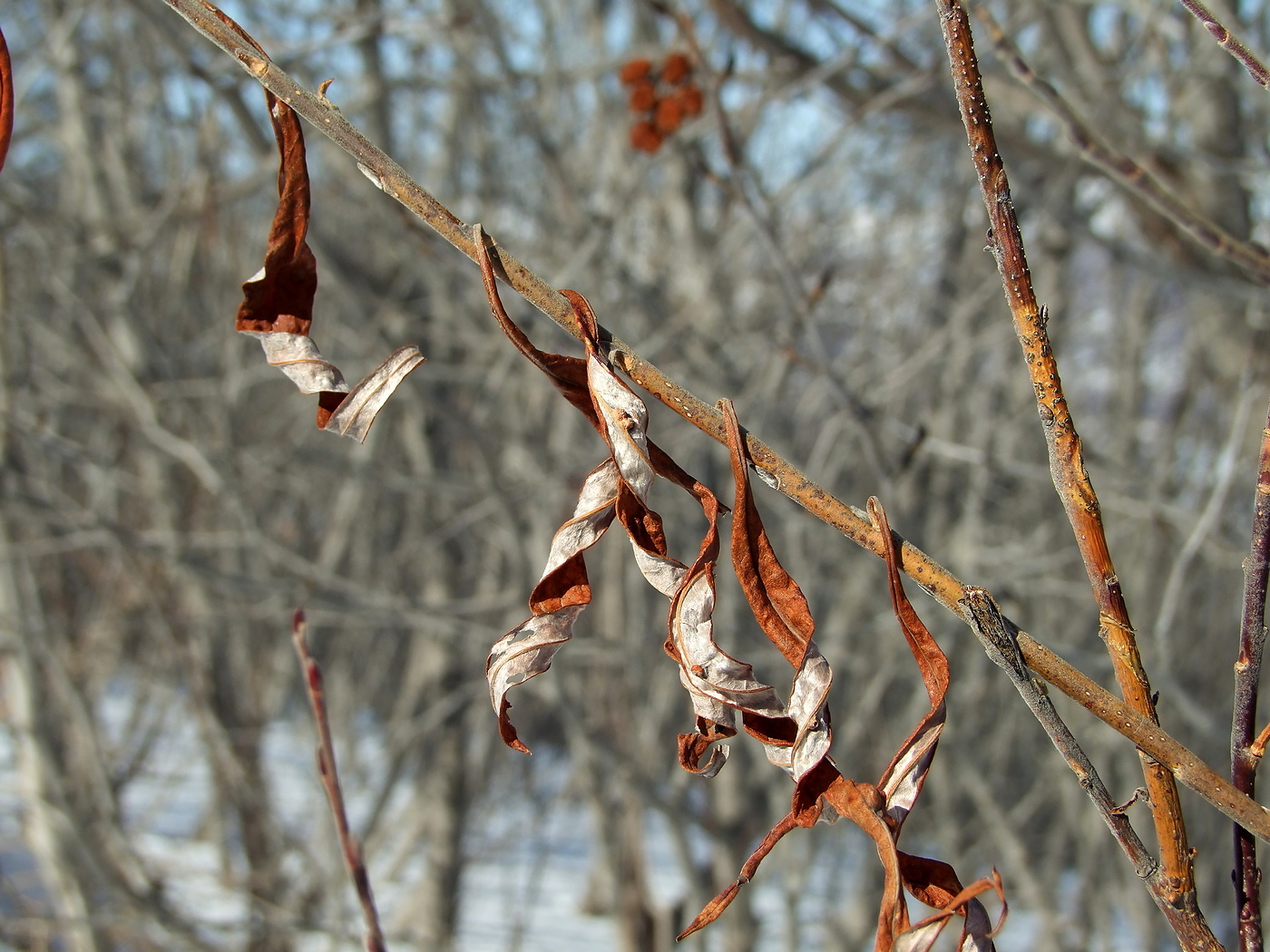 Изображение особи Salix schwerinii.