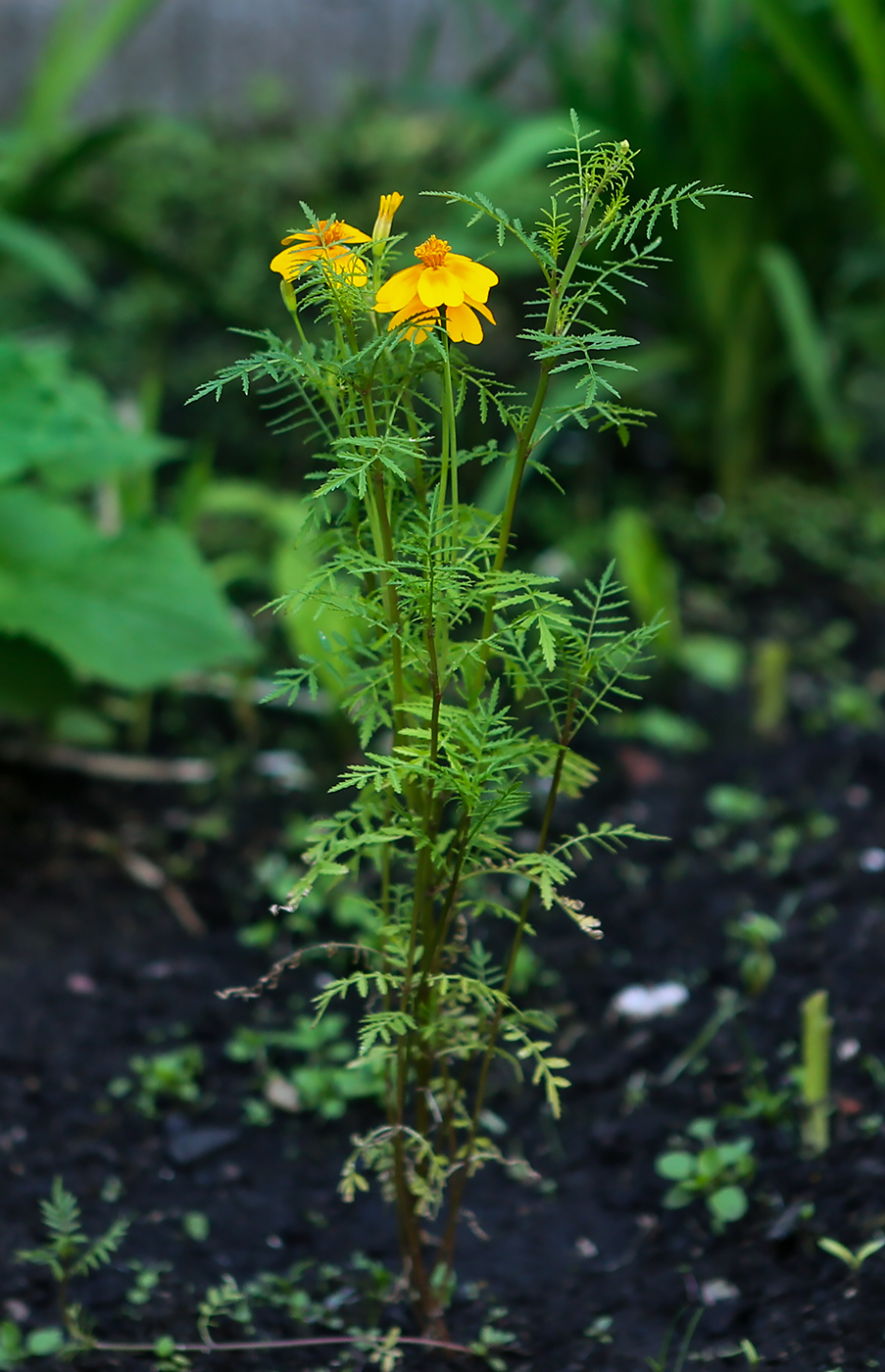 Image of Tagetes tenuifolia specimen.