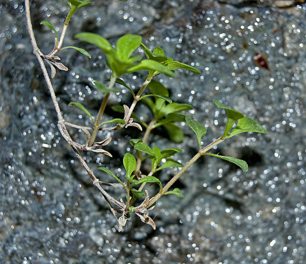 Изображение особи род Thymus.