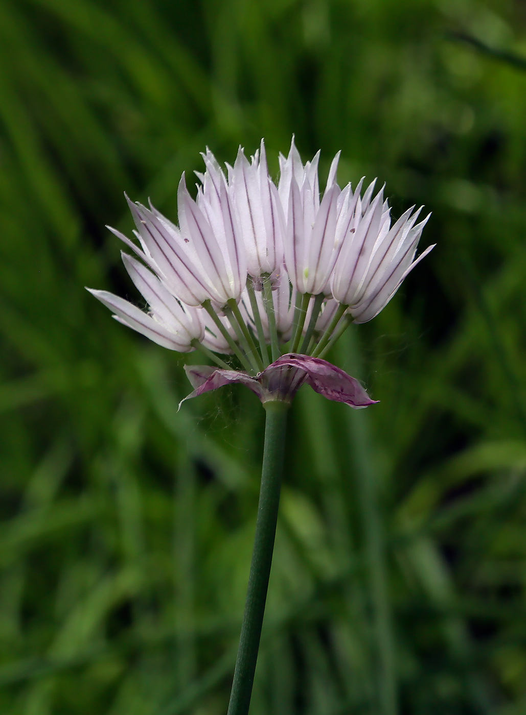 Изображение особи Allium schoenoprasum.