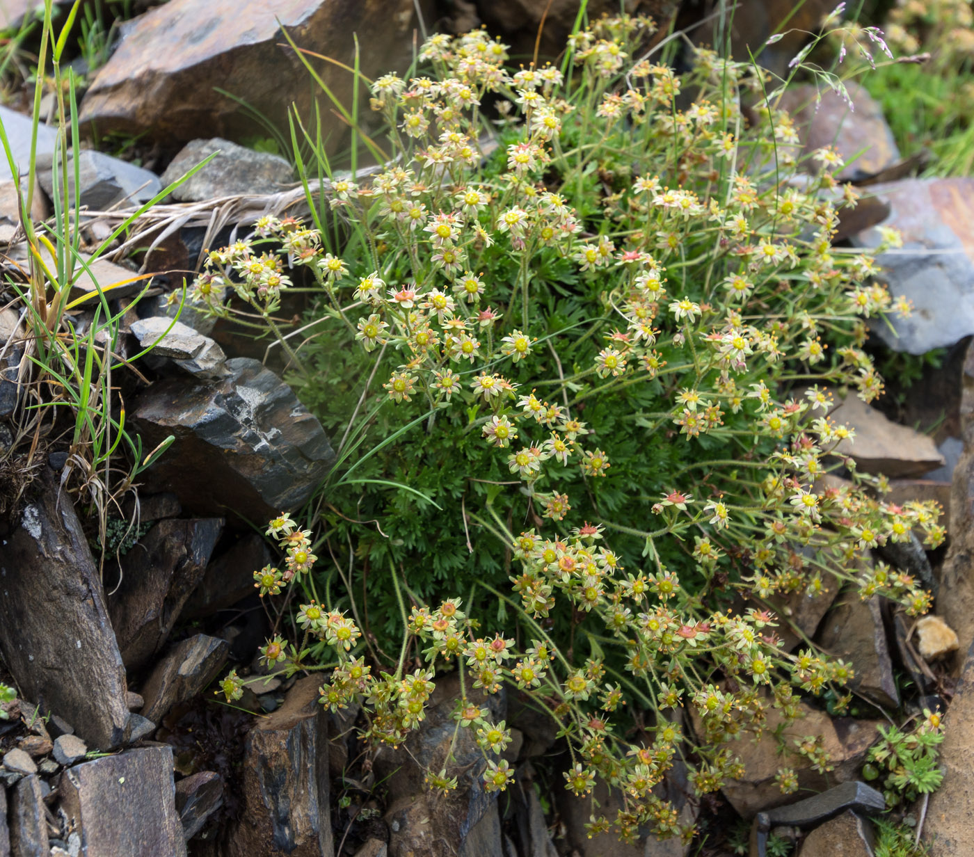 Image of Saxifraga moschata specimen.