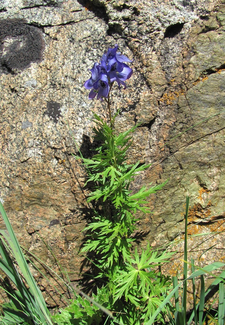 Image of Aconitum cymbulatum specimen.