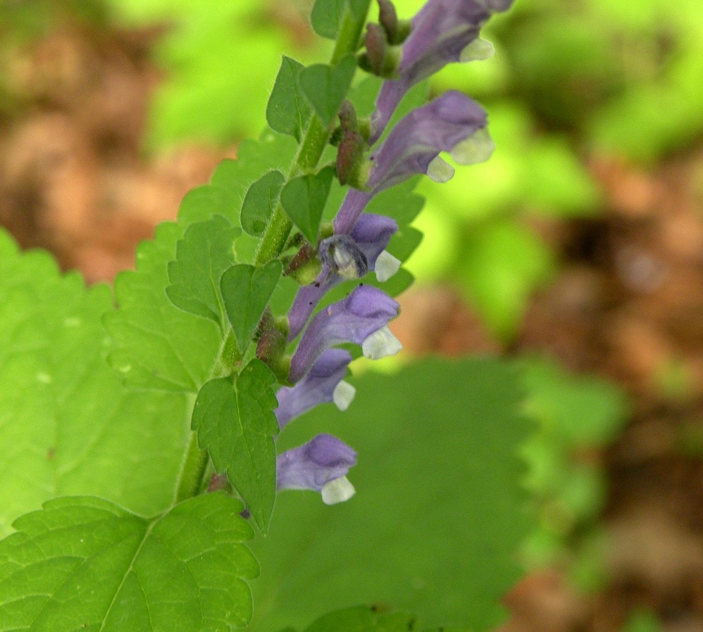 Image of Scutellaria altissima specimen.