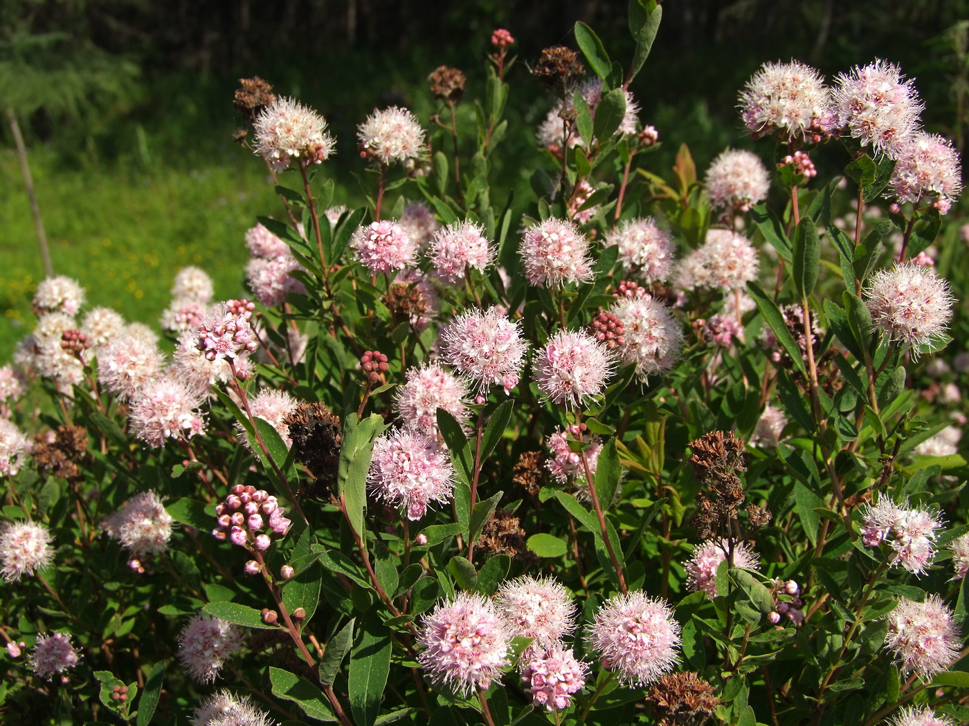 Image of Spiraea humilis specimen.