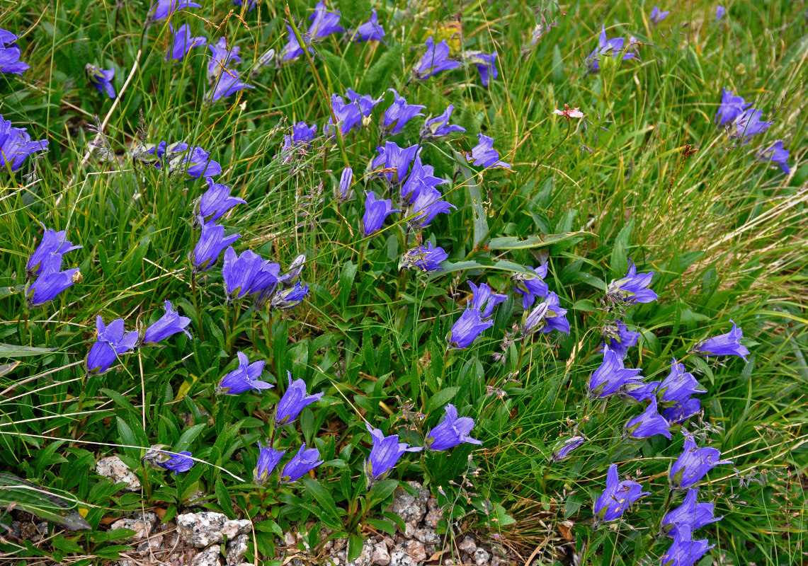 Image of Campanula dasyantha specimen.