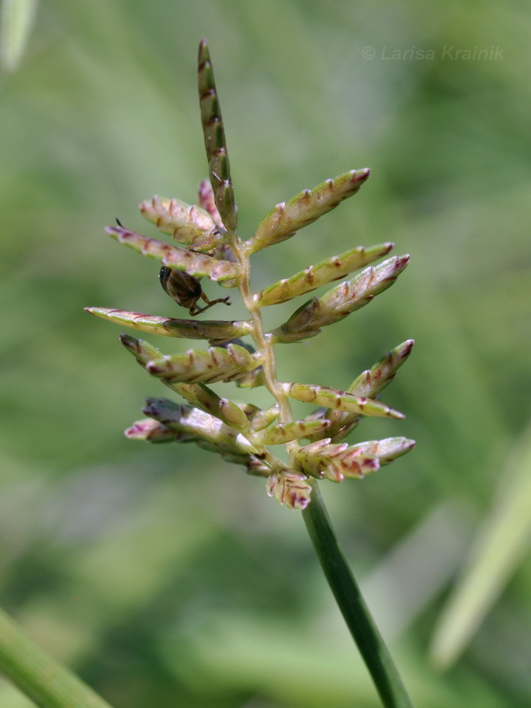 Image of genus Cyperus specimen.